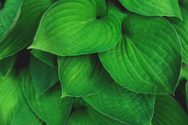 istock Fresh green leaves background. Nature concept. 1245178879
