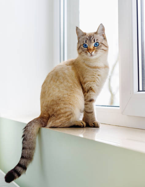 창에 앉아 있는 아름다운 샴 붉은 고양이 - catus 뉴스 사진 이미지