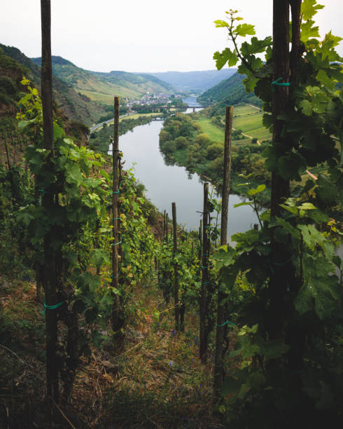 istock Village and vine yards at the moselle river 1245180676