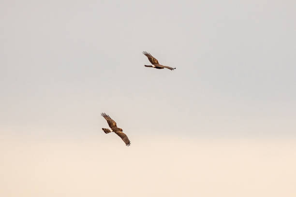istock Falcon birds fly together on a hunt 1245181973