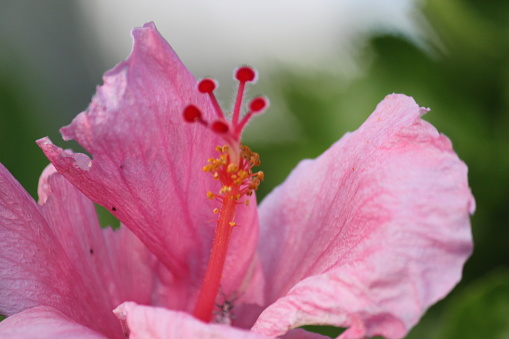 Hibiscus is a genus of flowering plants in the mallow family, Malvaceae. The genus is quite large, comprising several hundred species that are native to warm temperate, subtropical and tropical regions throughout the world.