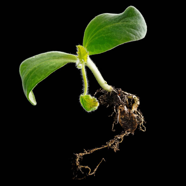 istock Green sprout pumpkin, high resolution, isolated in black 1245188984