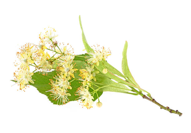 istock Linden flowers with leaf isolated on a white background 1245193493