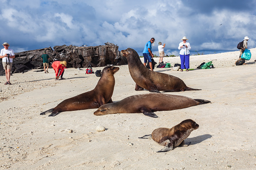 Genovesa Island, Galapagos, Ecuador, January 4, 2019: Group of unidentified tourists watching a group of sea lions on the beach of Galapagos