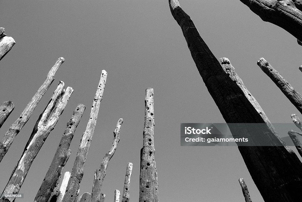 Baús grelhado - Foto de stock de Bosque - Floresta royalty-free