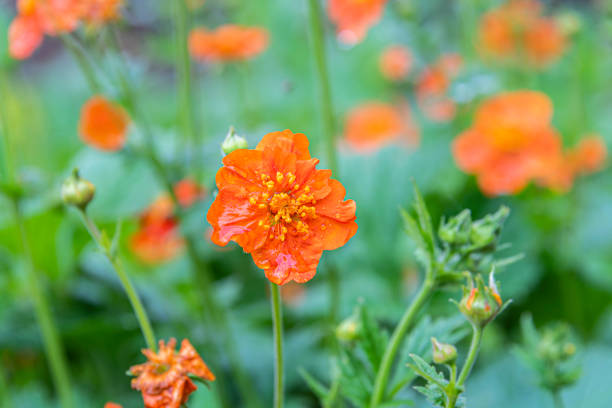 istock Delicate orange Avens flower wet after rain on a blurred background. 1245209323
