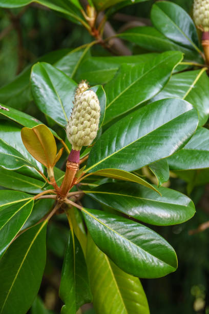 istock Magnolia fruit on the green leaves background 1245213763