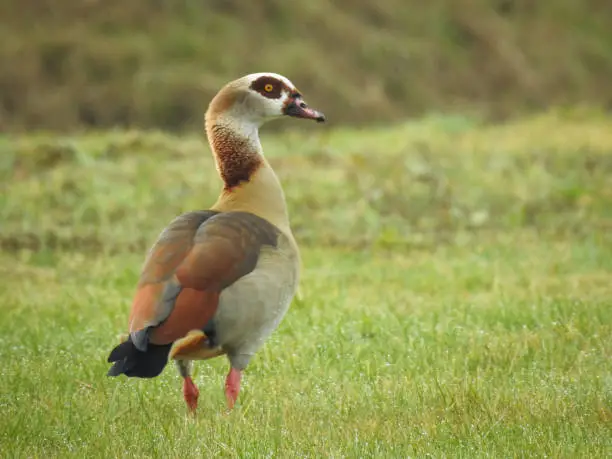 Egyptian goose or Alopochen aegyptiaca with striking colors is standing in a field.