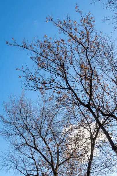 Bare trees against bright blue sky on sunny spring day.