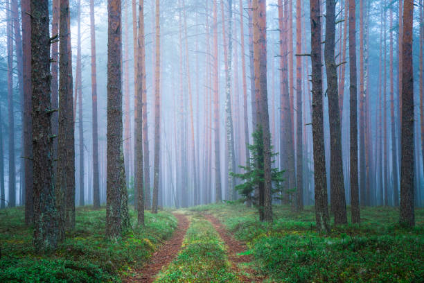 istock Scenic forest in the morning 1245221121