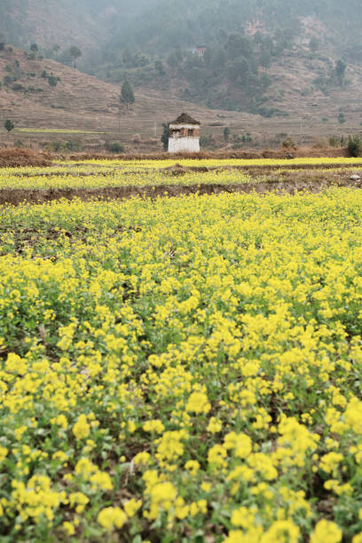 istock field with flowers in the Punakha Valley 1245226618