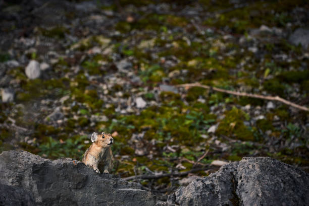 istock Pika in the Rocky Mountains in Canada 1245227595