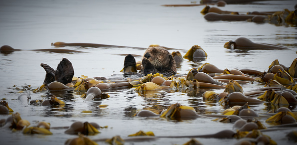 Sea otter in Vancouver Island Canada