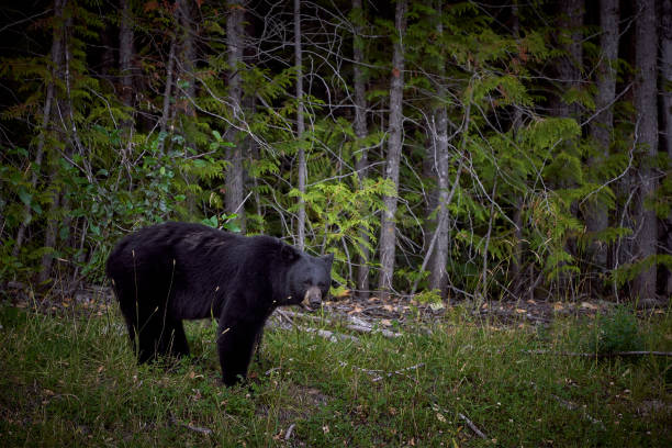 istock Black bear in Rocky Mountains Canada 1245227683