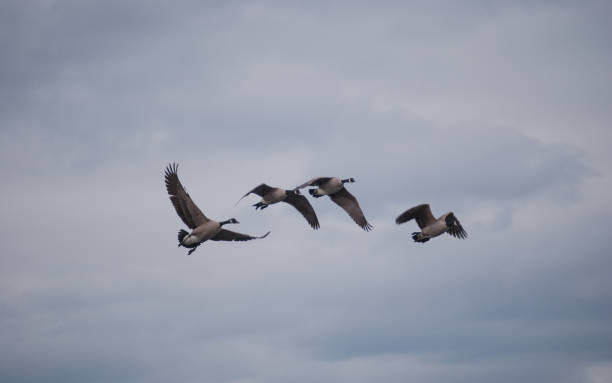 gaggle kanadyjskich gęsi migracji dream-like tle - gaggle snow goose flying large group of animals zdjęcia i obrazy z banku zdjęć