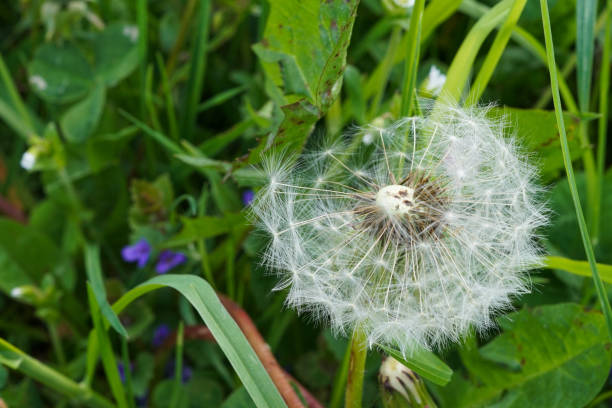 istock The seed head of a Dandelion 1245228322