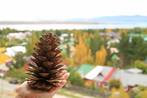 One Big Pine Cone in Hand with Blurry Autumn view of Lakeside Town in Background