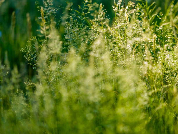 vancouver island columbia británica - long grass uncultivated plant stage plant condition fotografías e imágenes de stock