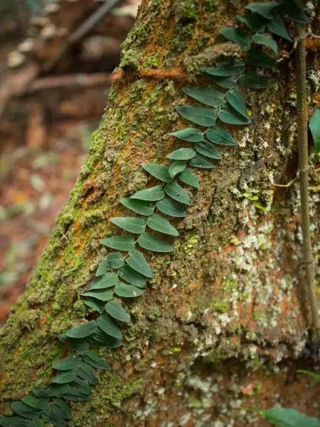 Small climbing plant growing on tree trunk with moss in rainforest, Rio de Janeiro, Brazil