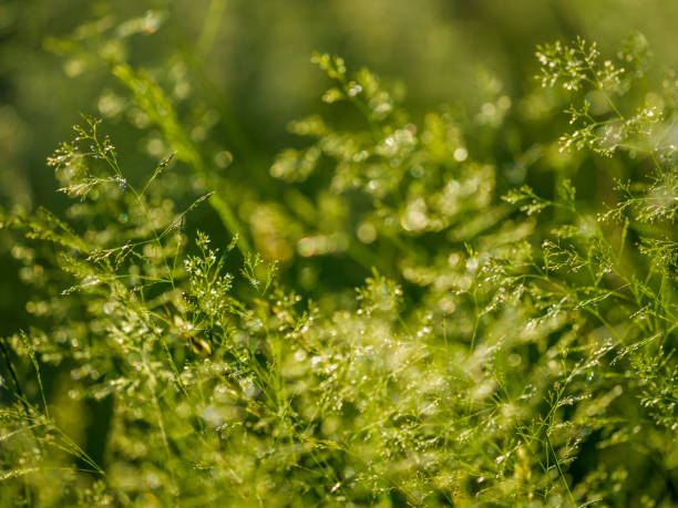 vancouver island columbia británica - long grass uncultivated plant stage plant condition fotografías e imágenes de stock