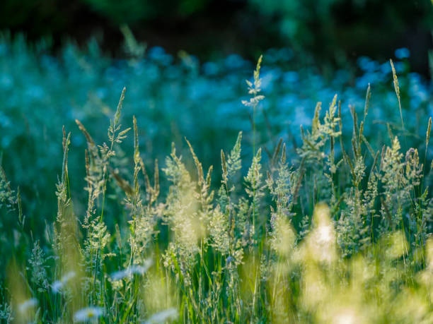 Tall grass meadow on Vancouver Island, British Columbia