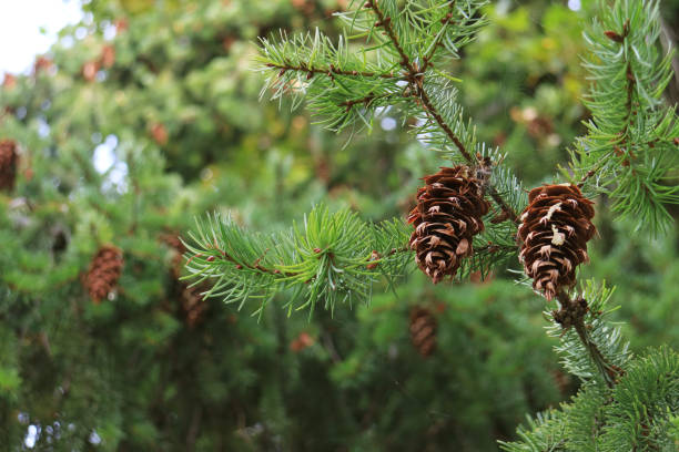 closeup pair of dry pine cones hanging on the tree in the autumn of patagonia - tree patagonia autumn green imagens e fotografias de stock