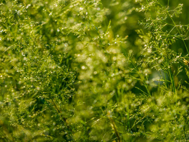 밴쿠버 아일랜드 브리티시 컬럼비아 - long grass uncultivated plant stage plant condition 뉴스 사진 이미지