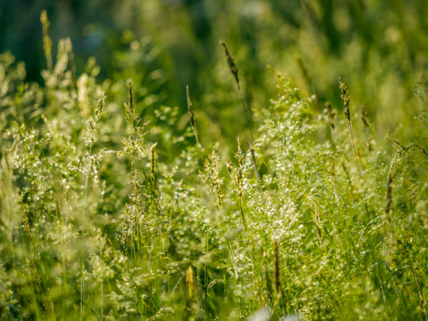 밴쿠버 아일랜드 브리티시 컬럼비아 - long grass uncultivated plant stage plant condition 뉴스 사진 이미지