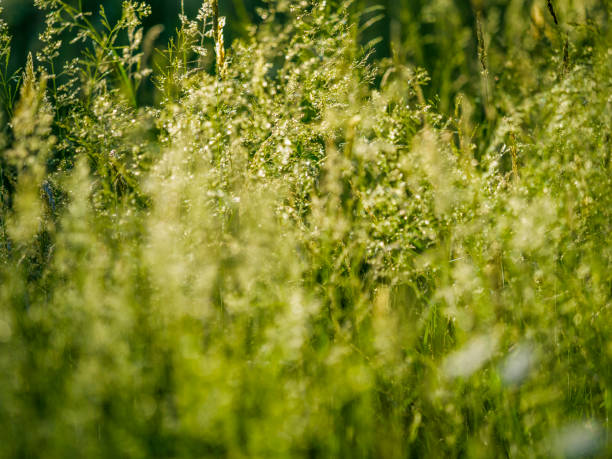 밴쿠버 아일랜드 브리티시 컬럼비아 - long grass uncultivated plant stage plant condition 뉴스 사진 이미지