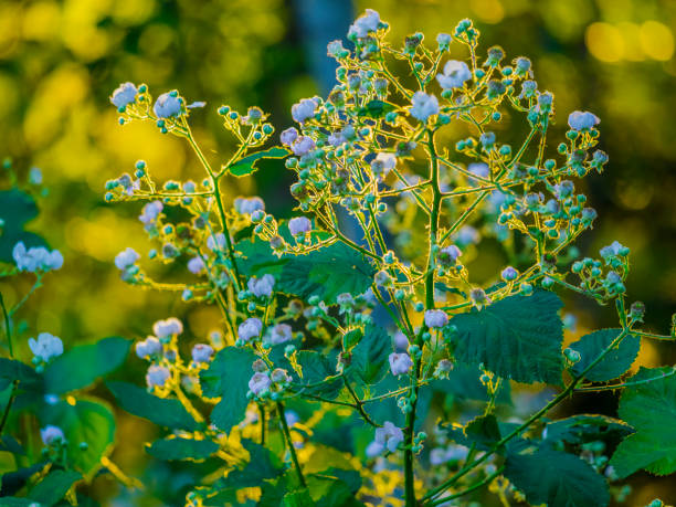 Wildflowers on Vancouver Island, British Columbia