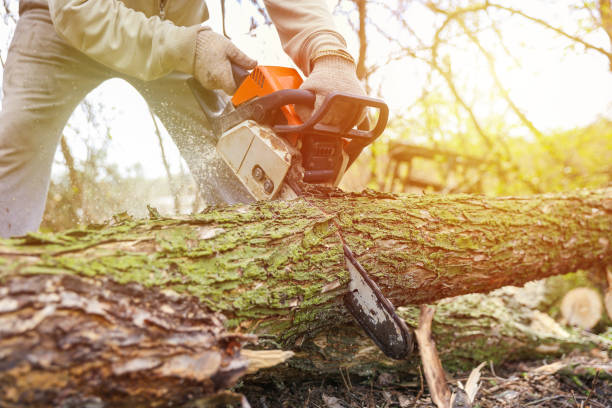 istock lumberjack is sawing a tree trunk with a chainsaw close up. 1245234232
