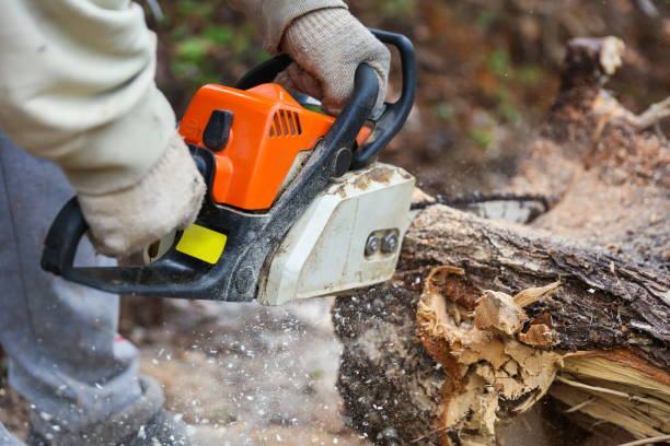 istock lumberjack is sawing a tree trunk with a chainsaw close up. 1245234255