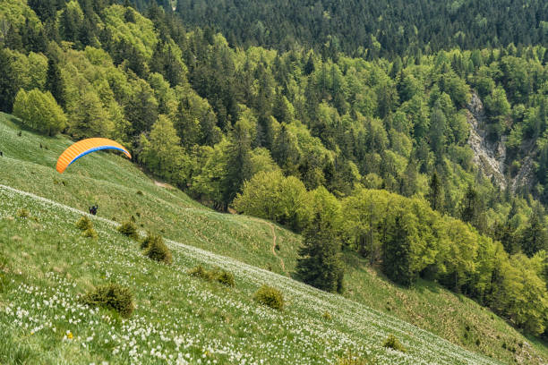 istock Paraglider over green meadow with daffodils 1245239361