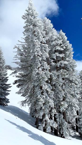 istock Snow covered trees in mountains,California 1245247101