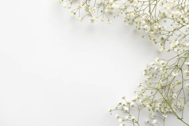 istock Small white flowers on white background. Happy Women's Day, Wedding, Mother's Day, Easter, Valentine's Day. Flat lay, top view, copy space 1245250415