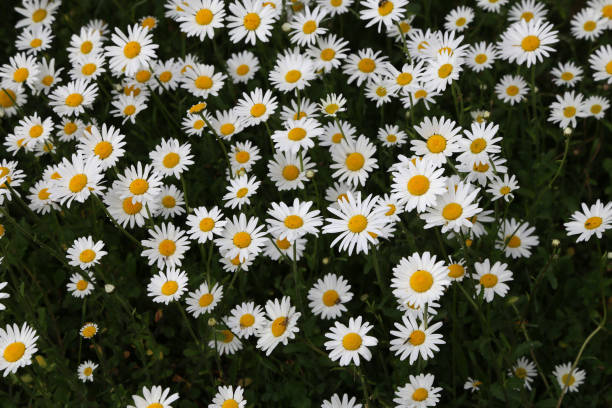 istock A group of white daisies in the meadow 1245250466