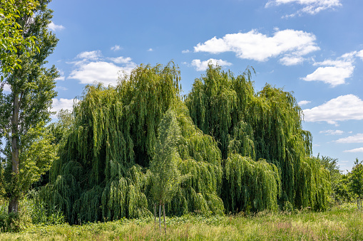 Weeping willow tree, in Frankenthal Germany