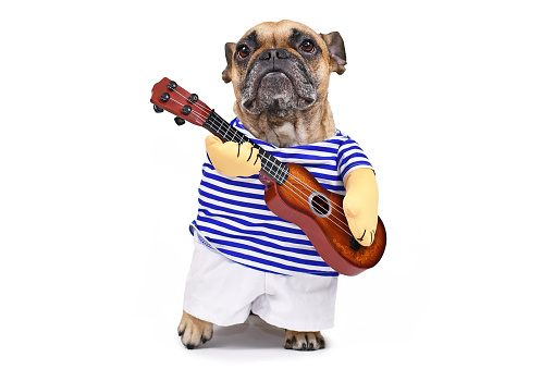 Perro Bulldog francés vestido de guitarrista con un traje con camisa a rayas, pantalones y brazos falsos sosteniendo una guitarra, aislado sobre fondo blanco photo
