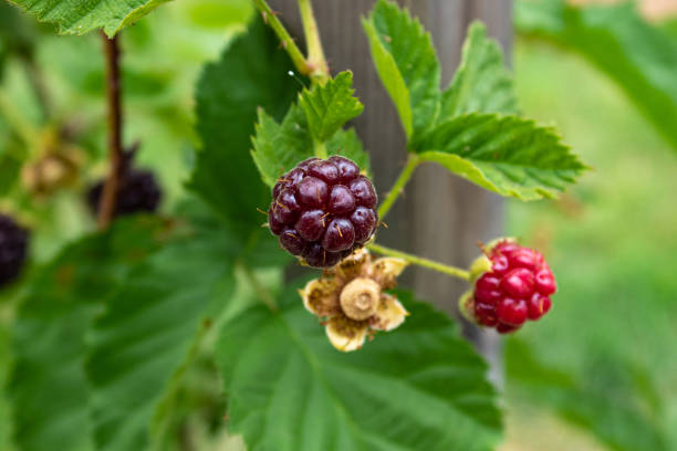 istock Raspberry plant an fruits 1245269212