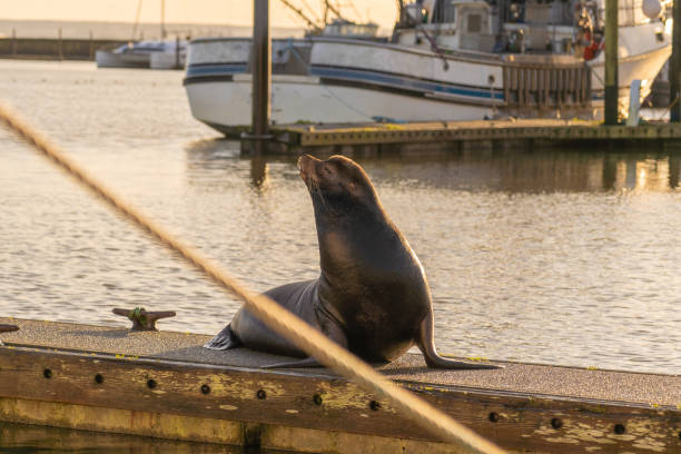 istock Cute harbour seal (Phoca vitulina) relaxes in boat harbour 1245270734