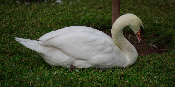 istock Mute Swan sitting on grass with neck held in a strong S-curve 1245270835
