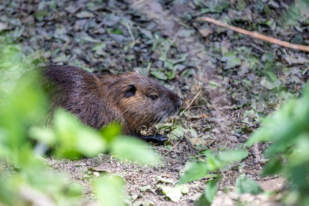 istock Nutria on banks of the canal 1245270968