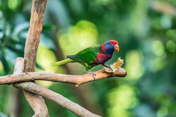 istock Colorful parrot on the tree branch. 1245271388