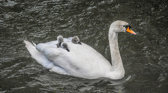 a  mute swan (Cygnus olor) with three cygnets on  her back