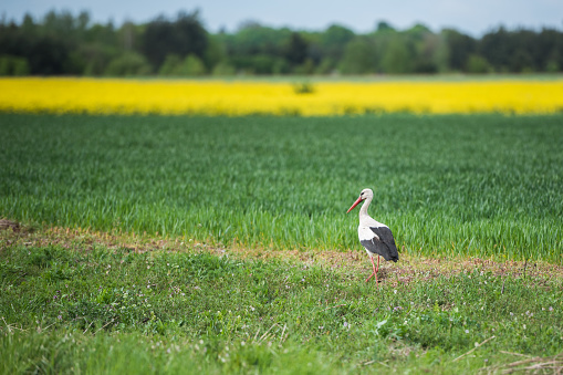 Stork walking on the field on a spring day