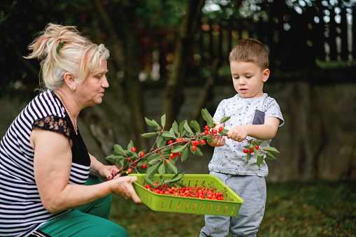 Grandmother and grandson sitting  in the yard and eating cherries from the small cherry tree branch