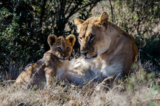 istock Lion mother and cub checking the situation 1245293247