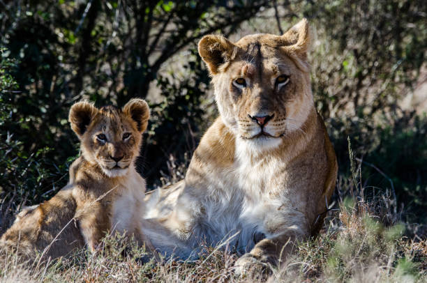 istock Lion mother and cub checking the situation 2 1245293250