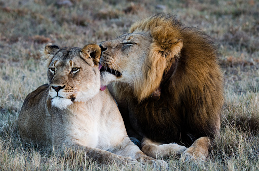 lion couple liking 2