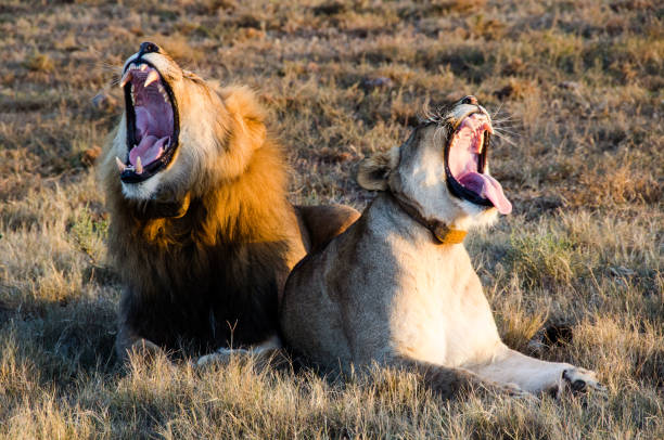 istock Lion couple yawning 1245293283